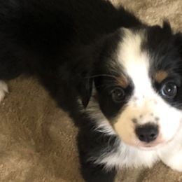 Boy 4 - Miniature Australian Shepherd puppy in Corydon, Indiana from Arbuckle’s Lookin Good Aussies (LGA)
