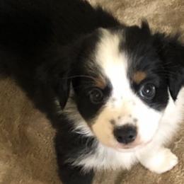 Boy 4 - Miniature Australian Shepherd puppy in Corydon, Indiana from Arbuckle’s Lookin Good Aussies (LGA)