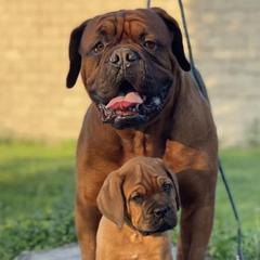 Dogues de Bordeaux from Blue Horizons Bordeaux