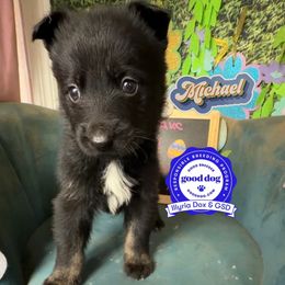 Michael - Bi-color male German Shepherd puppy in Livingston, Kentucky from Illyria Dox & GSD