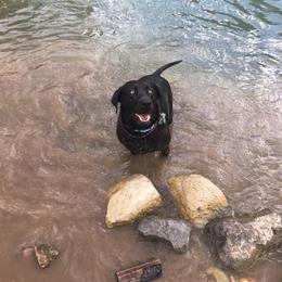 Labrador Retriever All Grown Up from Rocky Mountain Dogs - Utah