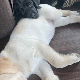 Labrador Retriever Puppies from C&E Labradors