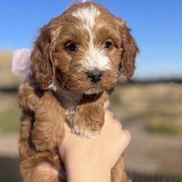 Meli's Pink Female - Apricot female Goldendoodle puppy in Great Falls, Montana from Montana Goldendoodles