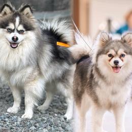 Pomsky puppies from Arctic Tails Spitz