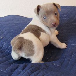 Rat Terrier Puppies from Dynamite Rat Terriers
