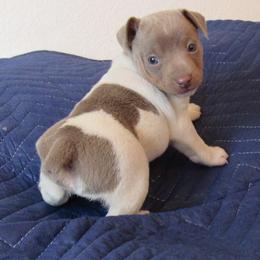 Rat Terrier Puppies from Dynamite Rat Terriers