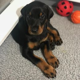 Doberman Pinschers from Vom Herzen Dobermans
