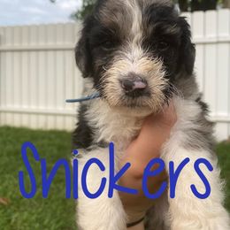 Aussiedoodle and Australian Shepherd Puppies from Rainbow Ranch