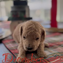 December - Cream male Goldendoodle puppy in Greenville, North Carolina from ENC Goldendoodles
