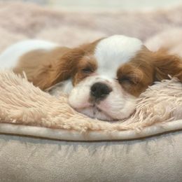Cavalier King Charles Spaniels from Pleasant Run Kennels