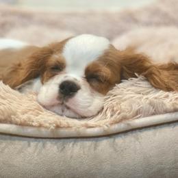 Cavalier King Charles Spaniels from Pleasant Run Kennels