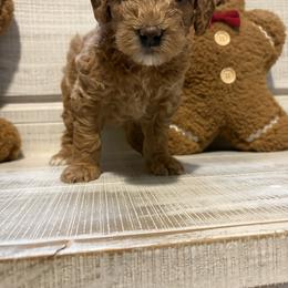 Sugar Plum - Apricot female Goldendoodle puppy in Brooksville, Florida from Abby’s Standard Goldendoodles