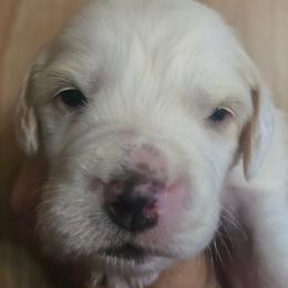 Bo - Orange belton male English Setter puppy in Morrice, Michigan from Wild Bird Setters