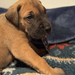 Petey - Fawn male Great Dane puppy in Hutchinson, Kansas from Dappled Danes