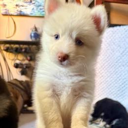 Orion - White male Pomsky puppy in Titusville, Florida from River Enz Pomskies