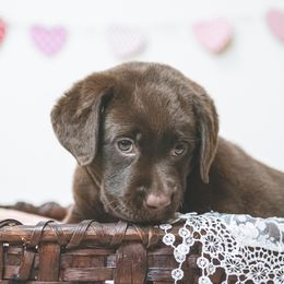 Labrador Retriever Puppies from Lorlyn Labradors
