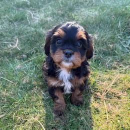 Dorothy - Black and tan female Cavapoo puppy in Yacolt, Washington from Olga's Cavapoo