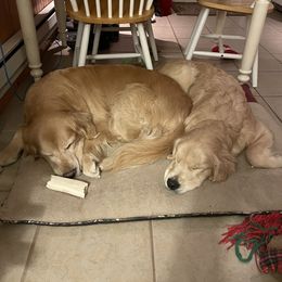 Golden Retriever Puppies from Mountain Bay Goldens