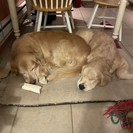 Golden Retriever Puppies from Mountain Bay Goldens