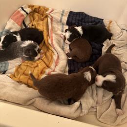 Border Collie Puppies from Athena’s Collies
