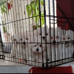 Maltese Puppies from SugarBellsMaltese