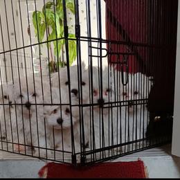 Maltese Puppies from SugarBellsMaltese