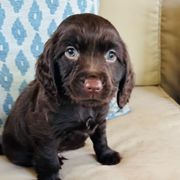 Boy blue - Chocolate male Boykin Spaniel puppy in Dublin, Georgia from Ashcraft's Boykin Spaniels