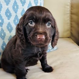 Boy blue - Chocolate male Boykin Spaniel puppy in Dublin, Georgia from Ashcraft's Boykin Spaniels