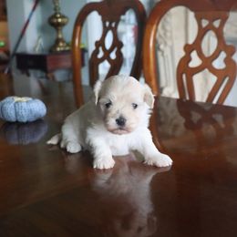 Shania - Cream female Havanese puppy in Hamptonville, North Carolina from Alabama Havanese Kennel