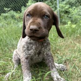 Girl 1 - female German Shorthaired Pointer puppy in Montague, Michigan from Temple Gun Dogs