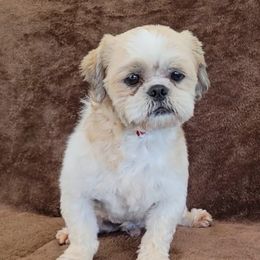 Schuster - Shih Tzu