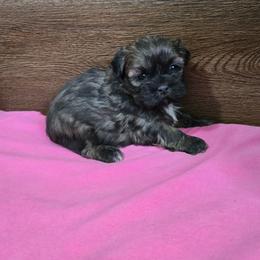 Trixy Girl 3 - Brindle female Shih Tzu puppy in Meadows Of Dan, Virginia from Walt’s Shih Tzus