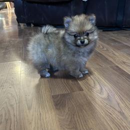 Buddy - Red sable male Pomeranian puppy in Clinton, Tennessee from Liza’s Aussies & Poms