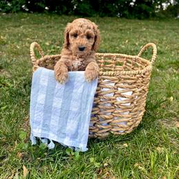 Freedom - Red  female Goldendoodle puppy in Gower, Missouri from Hillside Paws
