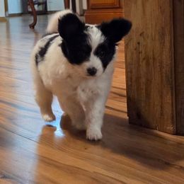 Harley - Black brown and white male Papillon puppy in Mountain Home, Arkansas from King's Papillons