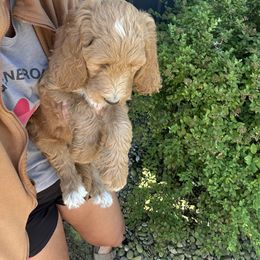 Ember - Red  female Goldendoodle puppy in Shippensburg, Pennsylvania from Diller Doodle Pups