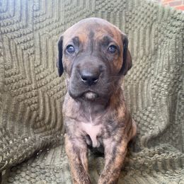 Sophia ( purple collar ) - Brindle female Great Dane puppy in Spartanburg, South Carolina from Pawlmetto Danes