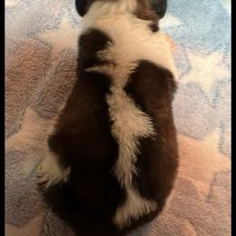 Orange collar - Mahogany and white male Saint Bernard puppy in New Philadelphia, Ohio from Fletchers Saints