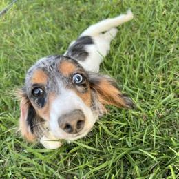 Dixie - Dachshund