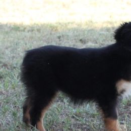 Cockapoos, Miniature Australian Shepherds, and Pembroke Welsh Corgis from B.E. Exotic