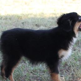 Cockapoos, Miniature Australian Shepherds, and Pembroke Welsh Corgis from B.E. Exotic