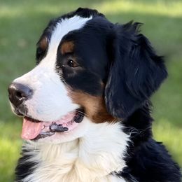 River - Bernese Mountain Dog