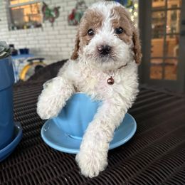 Chestnut - (Bronze-Collar) - Parti male Goldendoodle puppy in Eunice, Louisiana from Maison De Pawz