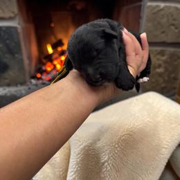 Bernedoodle, Cavapoo, Goldendoodle, Miniature Schnauzer, and Poodle Puppies from Pet Inn Xxweetdoodles
