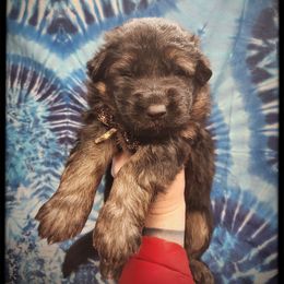 Data - Black and tan male German Shepherd puppy in Fort Jennings, Ohio from Von Holtzapple German shepherds