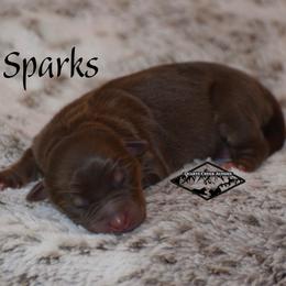 Sparks - Red tri female Miniature Australian Shepherd puppy in Cody, Wyoming from Quartz Creek Aussies