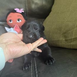 Female 4 - Black female German Shepherd puppy in Denver, Colorado from Morales Kennels