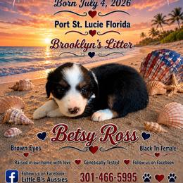 Black tri - Black tri female Miniature Australian Shepherd puppy in Port Saint Lucie, Florida from Charlene Brannon's Mini Australian Shepherds