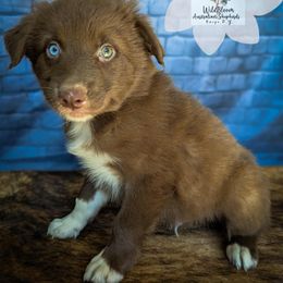 Bourbon - Red & white male Australian Shepherd puppy in Owego, New York from WildBloom Australian Shepherds
