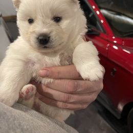 Pomsky Puppies from Magic Valley Pomskies